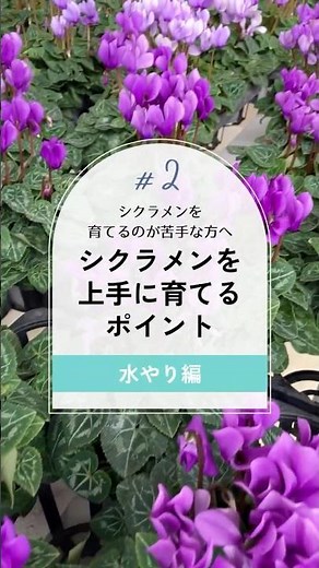 シクラメンを上手に育てるポイント【水やり編】