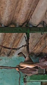 Snake on ceiling fan house 🐍😱 सांप पंखे पर दिखाई मिला #snakes #cobra #shorts #reptiles #fbreels #viralvideo #snakesindia #snakecatcher #reelitfeelit #fan #ceilingfan #reels #village #snakelife | Sarp Rakshak Sandeep Joshi