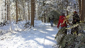 Here's how and where you can cut down a Christmas tree in a Wisconsin forest