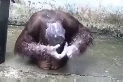 People will never understand the full intelligence of animals if we don't take the time to learn about them....and respect them. :) Video Source: Random Facebook Page | India TV