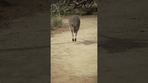 Kangaroo jumps display playful animal energy