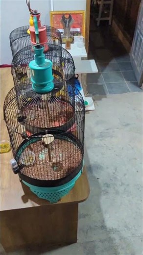 branjangan Java hasil ternakan? YESS.. #branjanganjava #babehenbirdfarm