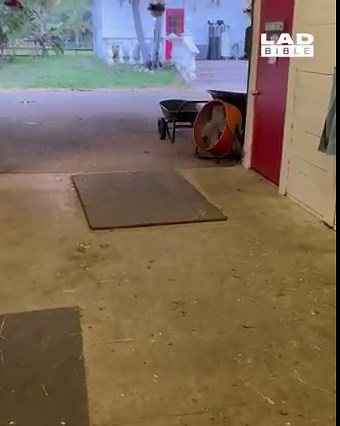 All these farm animals know when it’s time for bed 😅 | LADbible