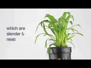 Cryptocoryne costata - aquarium plant