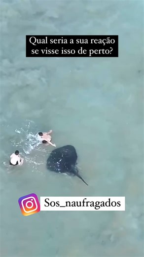Ramatis Ferreira Florêncio on Instagram: "Um dos encontros mais assustadores com uma arraia galera. Totalmente inocente em tudo, mas poderia ter sido muito pior. Confira o ferrão da arraia balançando perto de uma das crianças. Créditos do vídeo : @trapman_australia"