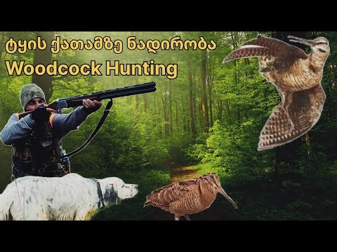 ტყის ქათამზე ნადირობა Woodcock Hunting 2025