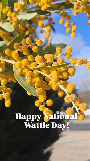 September 1st is National Wattle Day! Did you know there are around 1000 species of Acacia in Australia? Its also the first day of spring, so bring on sunny days and glorious blooms 🌼🌸 #nationalwattleday | Adelaide Botanic Garden