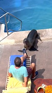 Ein Seehund betritt das Resort mit einer ganz bestimmten Absicht... und jemand muss zur Seite treten! | KlickDasVideo