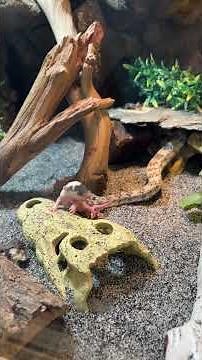 My Rattlesnakes Hunting SPEED Is Insane! 🤯🐍 #shorts #snake #wildlife