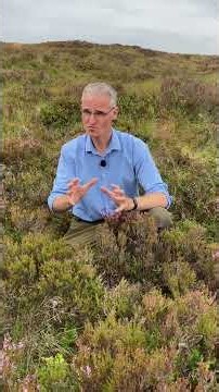Are you standing on a grouse moor?
