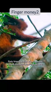 40K views · 950 reactions | Pygmy marmoset sunan nauin birinkenan | Hausatop10 | Facebook