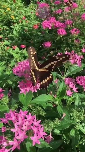 Beautiful Instrumental Music with Butterfly View | Peaceful Nature #InstrumentalMusic #ButterflyView