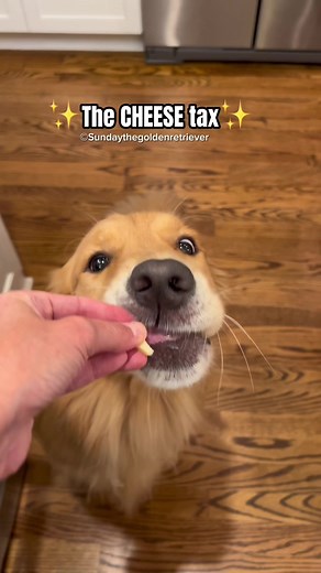 Paying the Cheese Tax: Hilarious Dog Video Compilation
