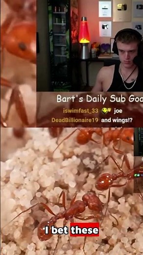 ANTS GO CRAZY FOR FLIES! | Streamer Reacts to Tera Green