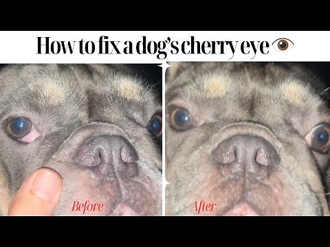 HOW TO FIX A DOG’S CHERRY EYE👁️ | HOME REMEDY