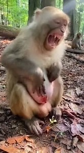 Poor big monkey cries in pain angry by gave born baby so funny.#FunnyMonkey #MonkeyPrank #funnyVideo #AnimalComedy #ViralVideo #CuteAnimals #fyp | Monkey US