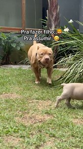 21K views · 860 reactions | Kkkkk #pitbull #pitmonster #americanbully #fy #reels #funny #trending #fy #love #fbreels #dog #foryou #fun #fyp #shorts #viral #virals #follow | Ragnar Oficial | Facebook