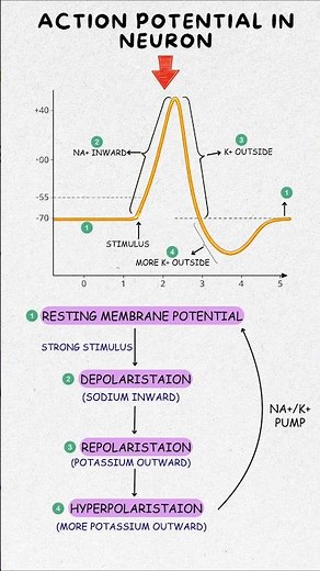 Action Potential Made Easy | Best Trick to Remember Nerve Action Potential Steps