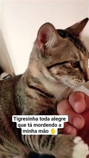 Little tigress all happy biting my hand