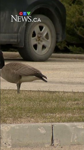 Teen driver facing charges after Canada geese fatally run over in parking lots