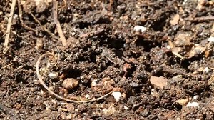 Seed Dispersal: How Do Plants Spread Their Seeds?