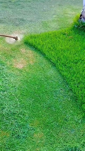 Satisfying Grass Trimming – Precision Lawn Cutting for a Clean Green Finish