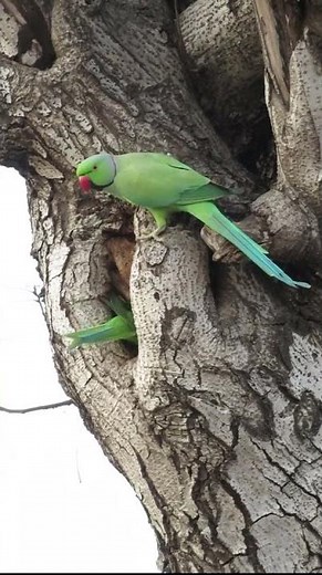 Natural parrot nesting habitats #ringneckparrot