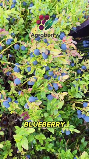Maximize Your Blueberry Farming Profits with AgroBerry