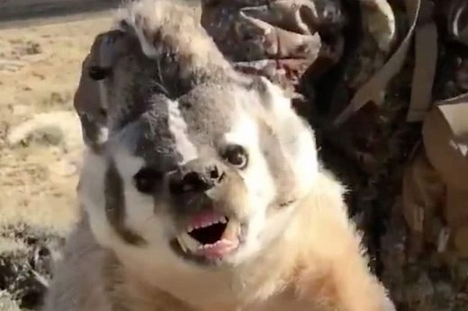 Hunter Catches Angry Badger With His Bare Hands