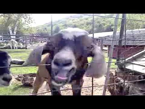 Screaming Goat Sounds like a Human