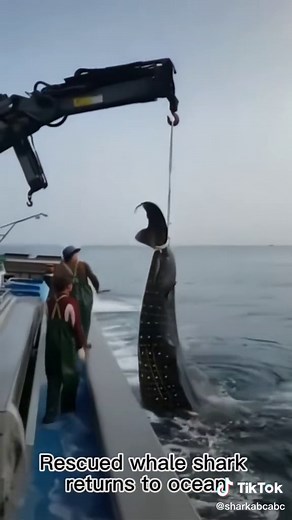 Rescued Whale Shark Returns to Ocean