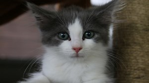 240K views · 1.5K reactions | Big Cat Rescue is known to care for several species of big cats, but we also care for bottle feeding kittens, mommy cats with nursing kittens, and kittens under two pounds. This is the Foster Kitten Program through the Humane Society of Tampa Bay. | Big Cat Rescue | Facebook