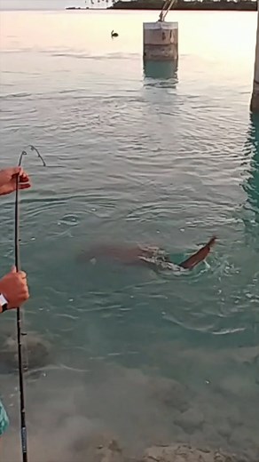 Go In The Water & Touch The Leader 🦈 | Shark Fishing Florida Keys While shark fishing in the Florida Keys, I joked with Luke about going in the water to touch the leader. His response? “No chance, there’s a shark in the water dude!” 😂 Smart kid! Shark Fishing Playlist: https://www.youtube.com/playlist?list=PLWbnhk7HZ187choHsoPYj_O9obfKIj77d #FloridaKeys #SharkFishing #FloridaFishing #Islamorada #FishingLife #FamilyFishing #FishingWithKids #FishingAdventure #SaltwaterFishing #FishingTrip #Keysl