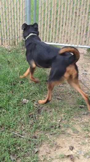 4.5K views · 138 reactions | Max is a six month old pup who is an...