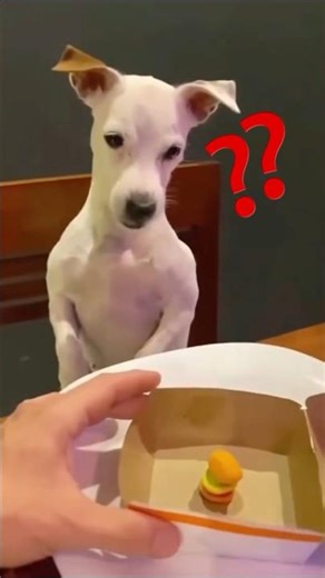 Funniest Pet Prank Ever 😂🐾#shorts #comedy #prank