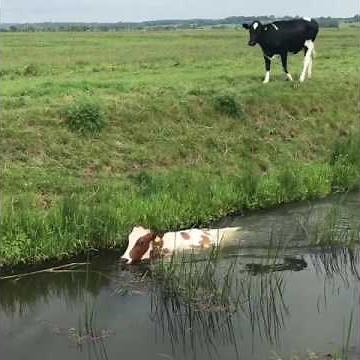 Can cows swim 💦💦🐄💦💦