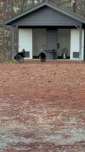 I told y’all I heard some turkey this morning! | David Westbrooks