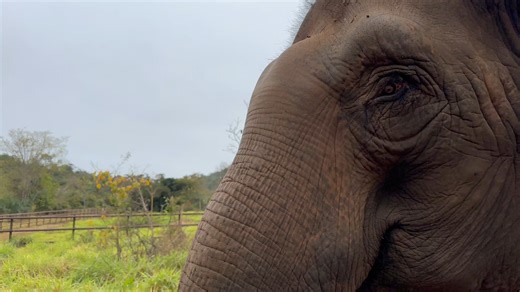 After meals–and sometimes in the middle of a meal–some of the elephants, often Maia and Guillermina, have been known to fall asleep. Sometimes their standing naps are for just a minute or two, but they can last for several minutes, depending on what’s going on around them and who they are spending time with. Rana and Mara are known for their loud vocalizations, especially at night, when they have been known to lie down to sleep and one loses track of the other. But this morning, it was the often