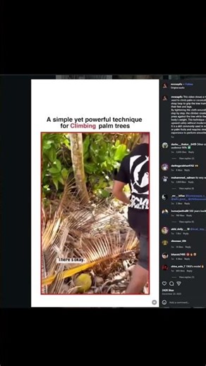 simple and powerful technique to climb coconut tree