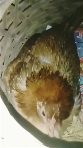 Broody Hen #2 #ytreels #broody #broodyhen