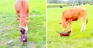 Dachshund Puppy Sees A Cow For The First Time, Jumps As Cow Starts Stalking Her