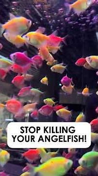 The #1 Angelfish Care Mistake That Kills Them Fast!