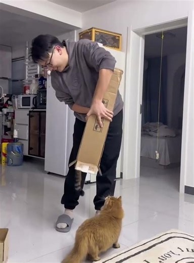 When a Cat Gets a Box… #funny #cat #funnyvideo #pets #cute