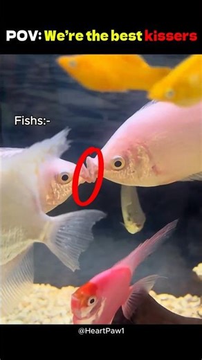 Animals Kissing But Seals Took It Too Far 🦭💀