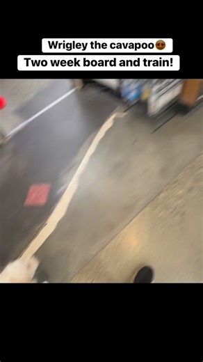 1.3K views | Wrigley the 5 year old cavapoo! He came back for boarding after we did training a few years ago! | ParkersK9Academy | Facebook
