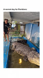 Just a normal day for Harie, testing an alligator's patience. | Grunt Style