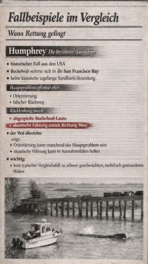 Fallbeispiel 1: Humphrey – warum diese Rettung die berühmte Ausnahme war #buckelwal #walrettung
