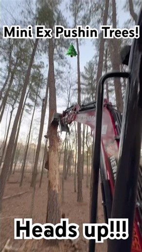 Mini excavator pushing dead pine trees. #awesome #mini #excavator #landscape #tree #cool #fyp #fun