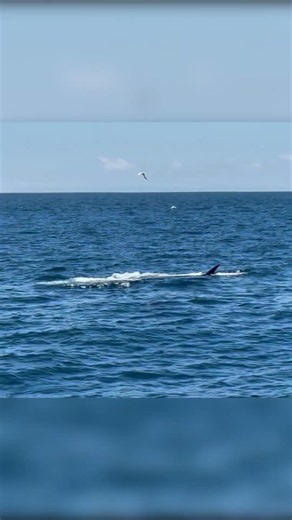 The crowd goes wild. 🎉🐋 Video by deckhand Victoria