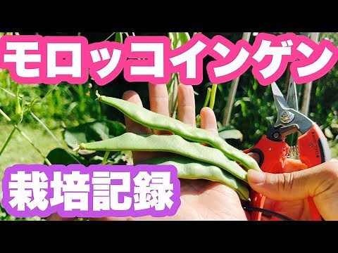 モロッコインゲンの栽培記録 種まきから収穫まで